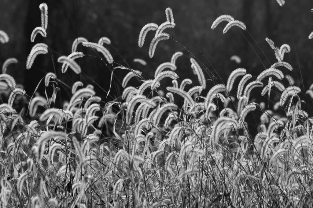 Ut enim ad minim veniam